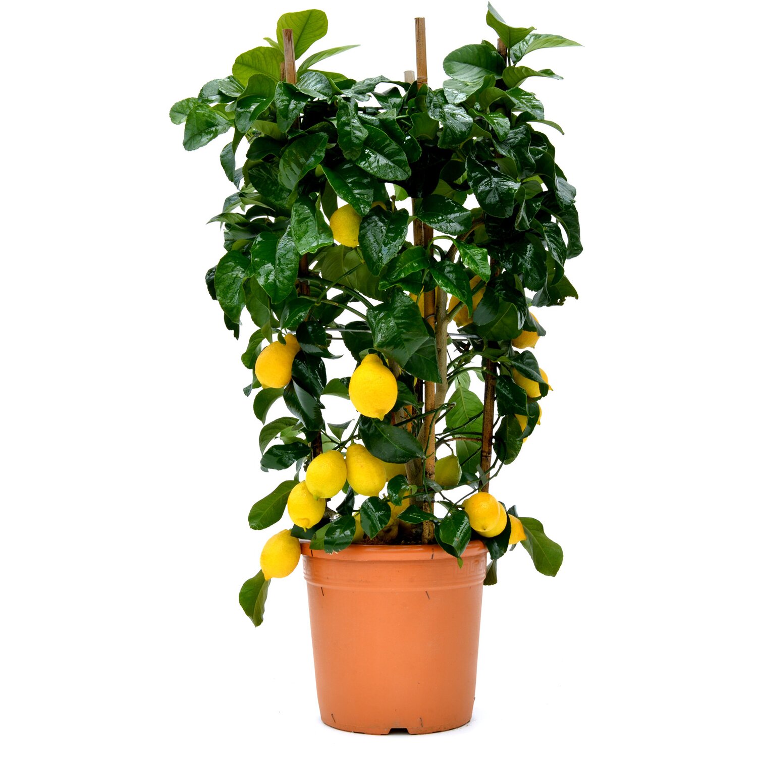 Limone Lunario- 45 cm