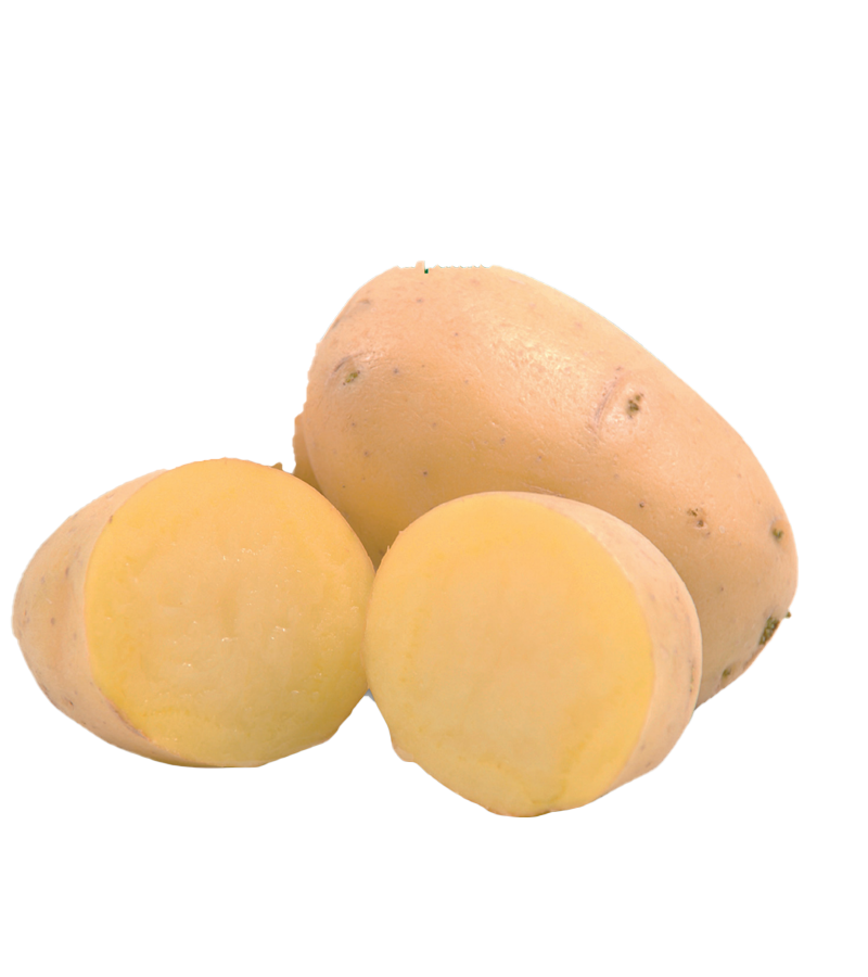Minituberi Patate CHARLOTTE – 1,5 Kg