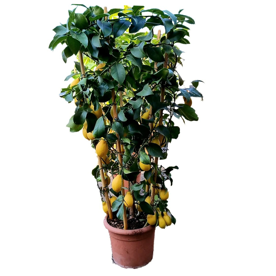 Limone Lunario – 150 cm