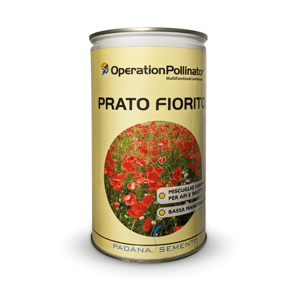 Prato fiorito perenne per api e insetti – 300 gr – Operation Pollinator