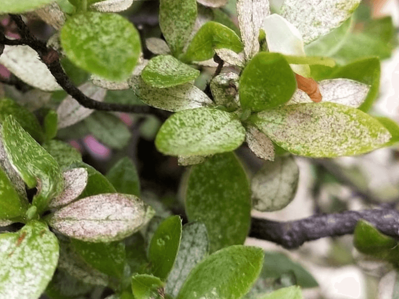 Effetti della tingide su azalea